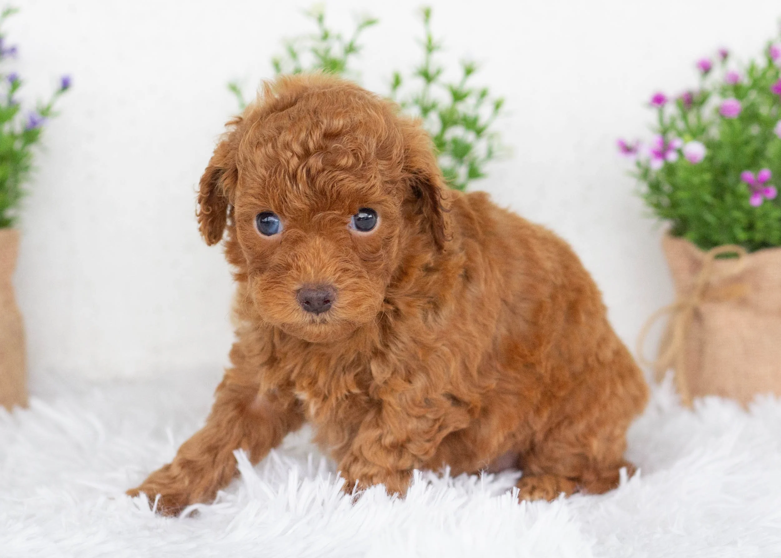 Edward goldendoodle for sale(2).jpg