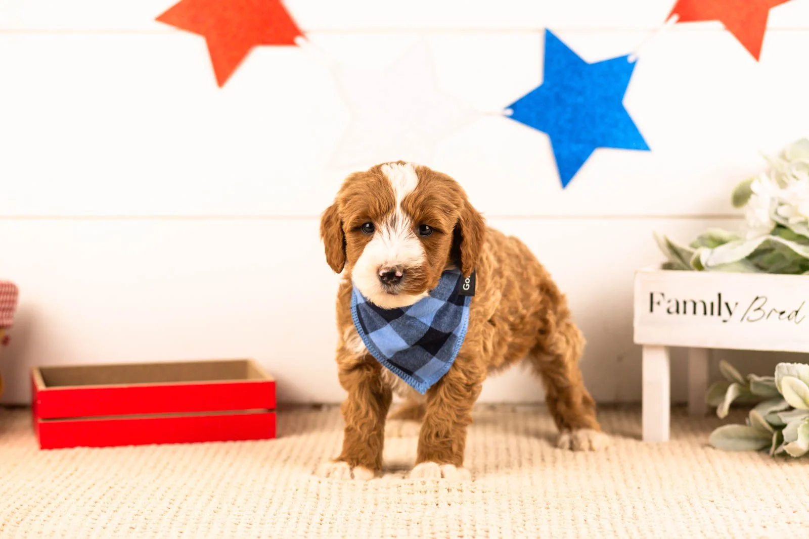 horatio goldendoodle for sale(2).jpg