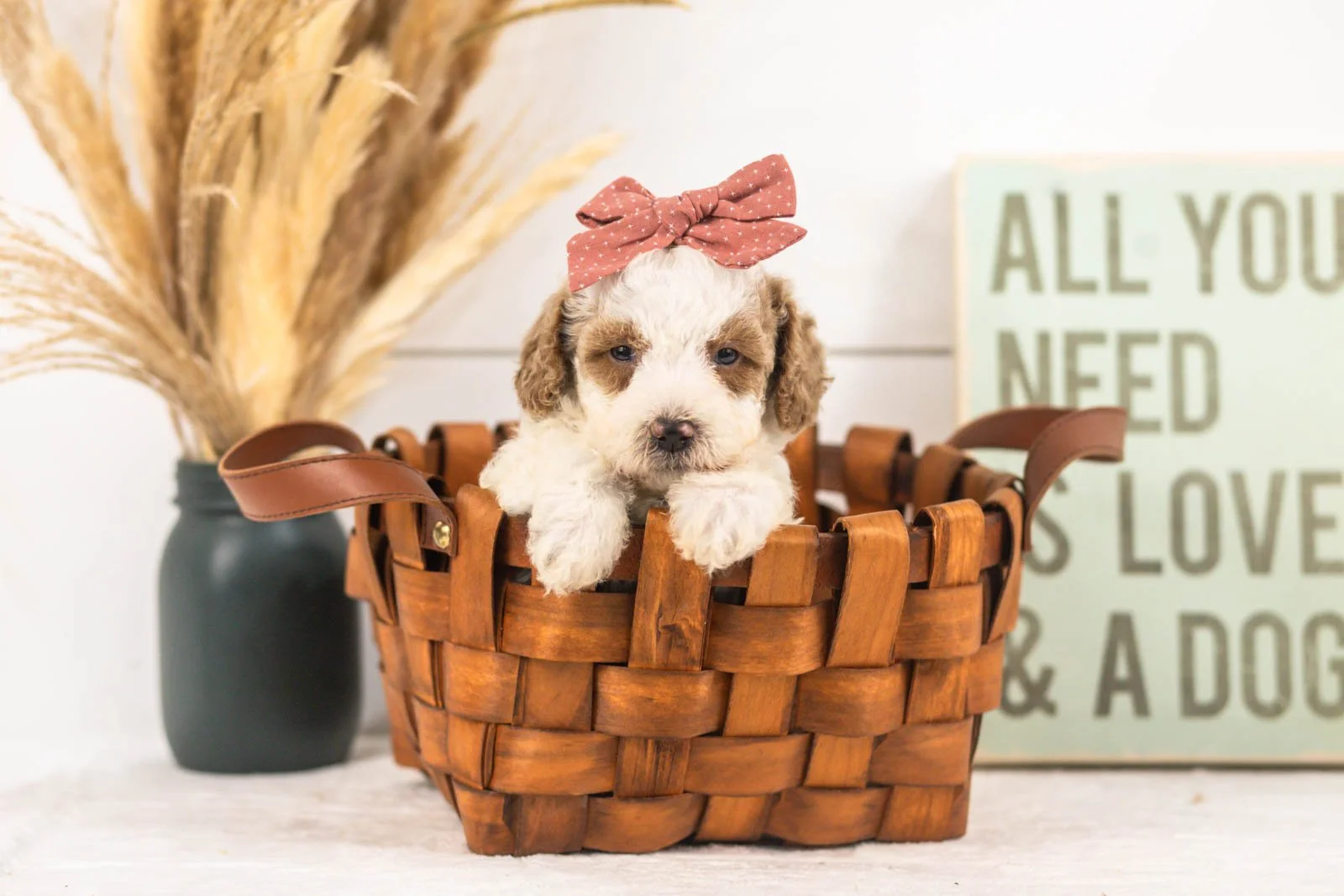 Fern goldendoodle for sale(1).jpg