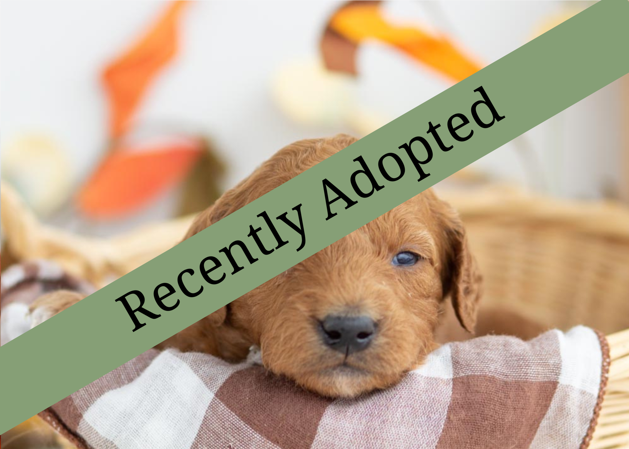 goldendoodle for sale