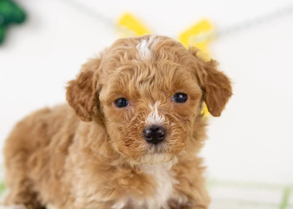 Roger goldendoodle for sale(3).jpg