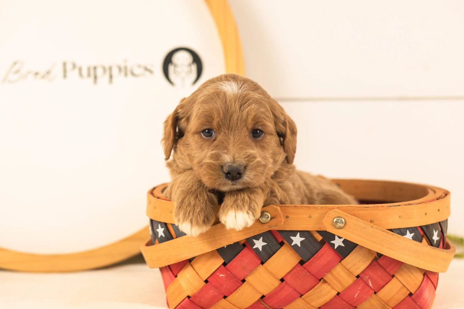 Ophelia goldendoodle for sale(3).jpg