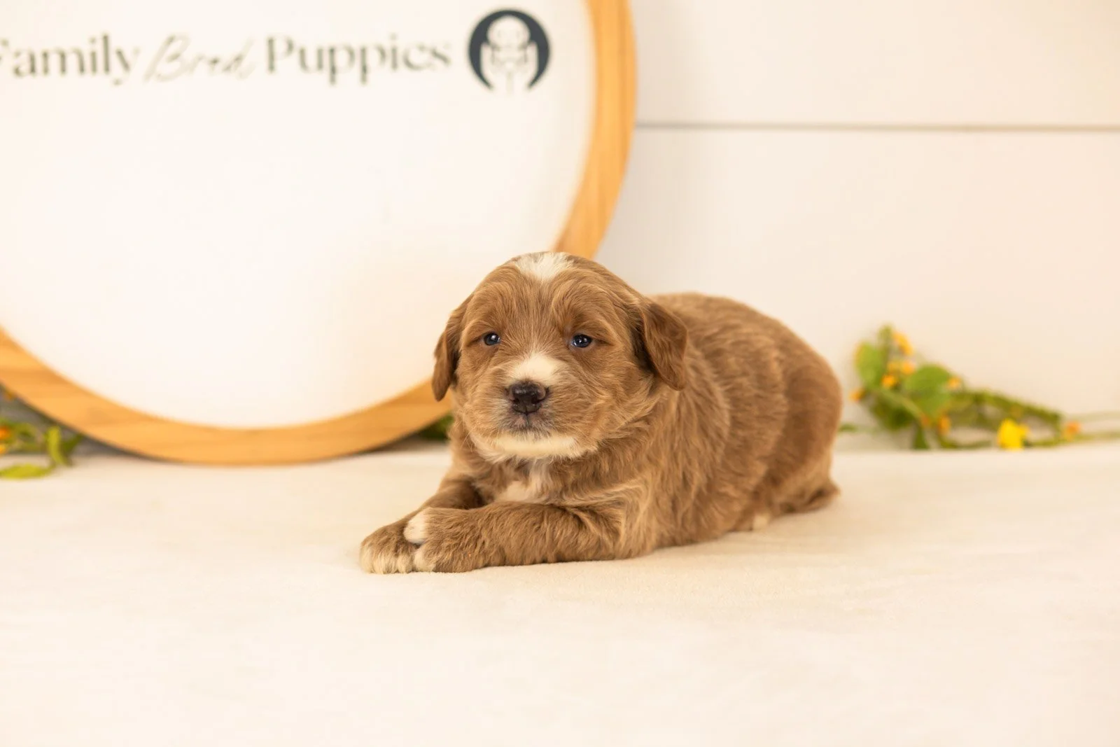 Bruno goldendoodle for sale.jpg