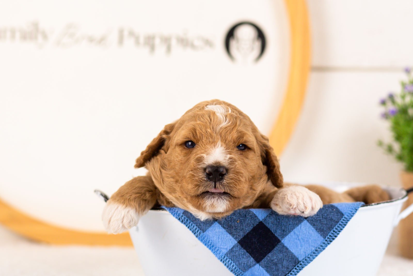 Brie goldendoodle for sale(3).jpg