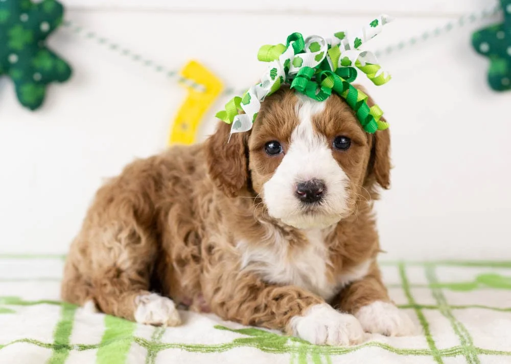 Brenda goldendoodle for sale(1).jpg