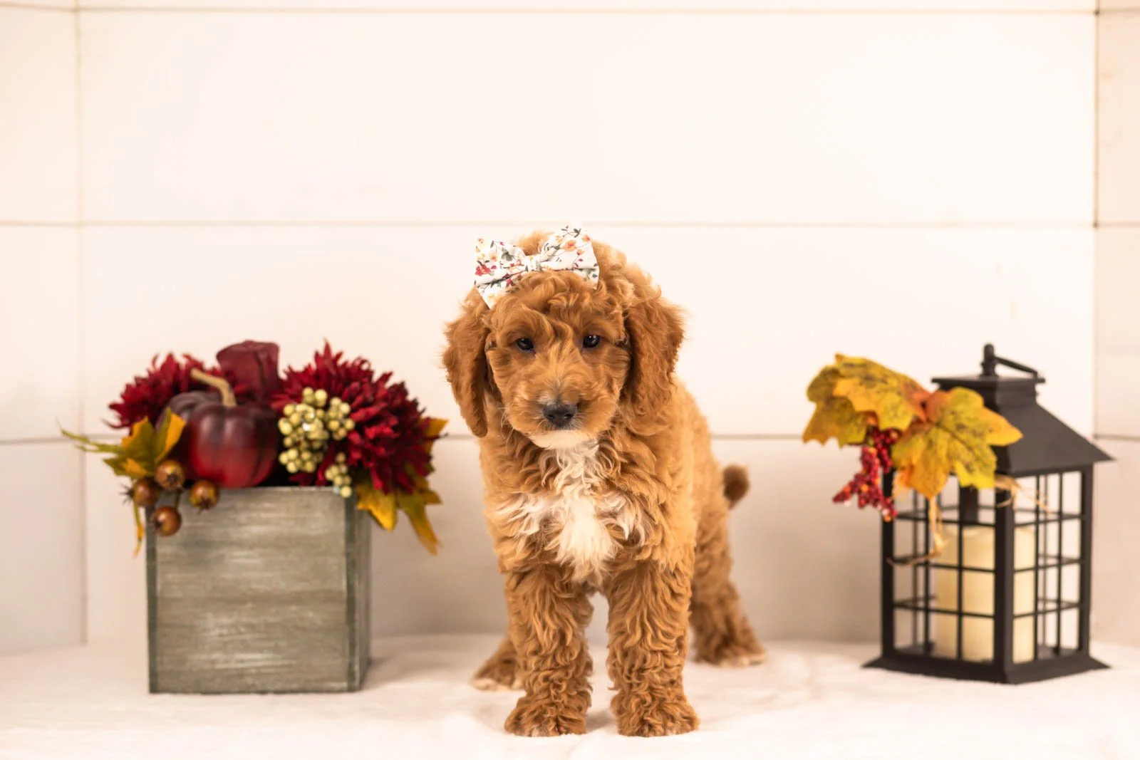 Flora goldendoodle for sale 3.jpg
