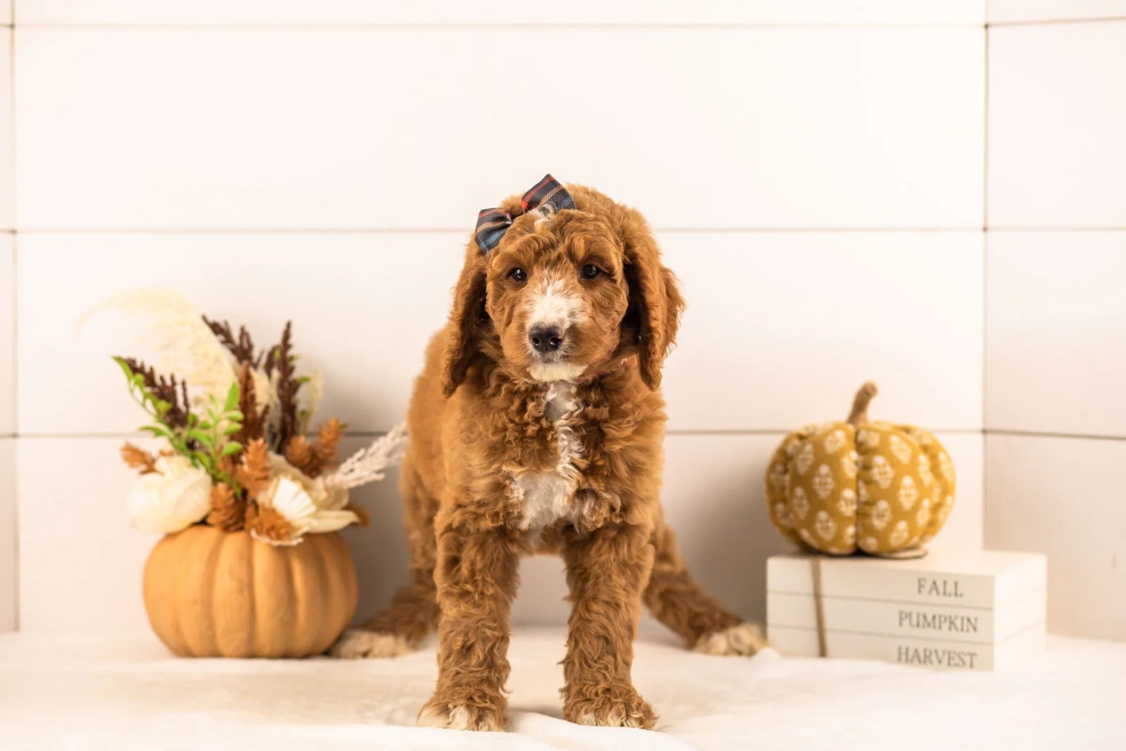 Evelyn goldendoodle for sale 3.jpg