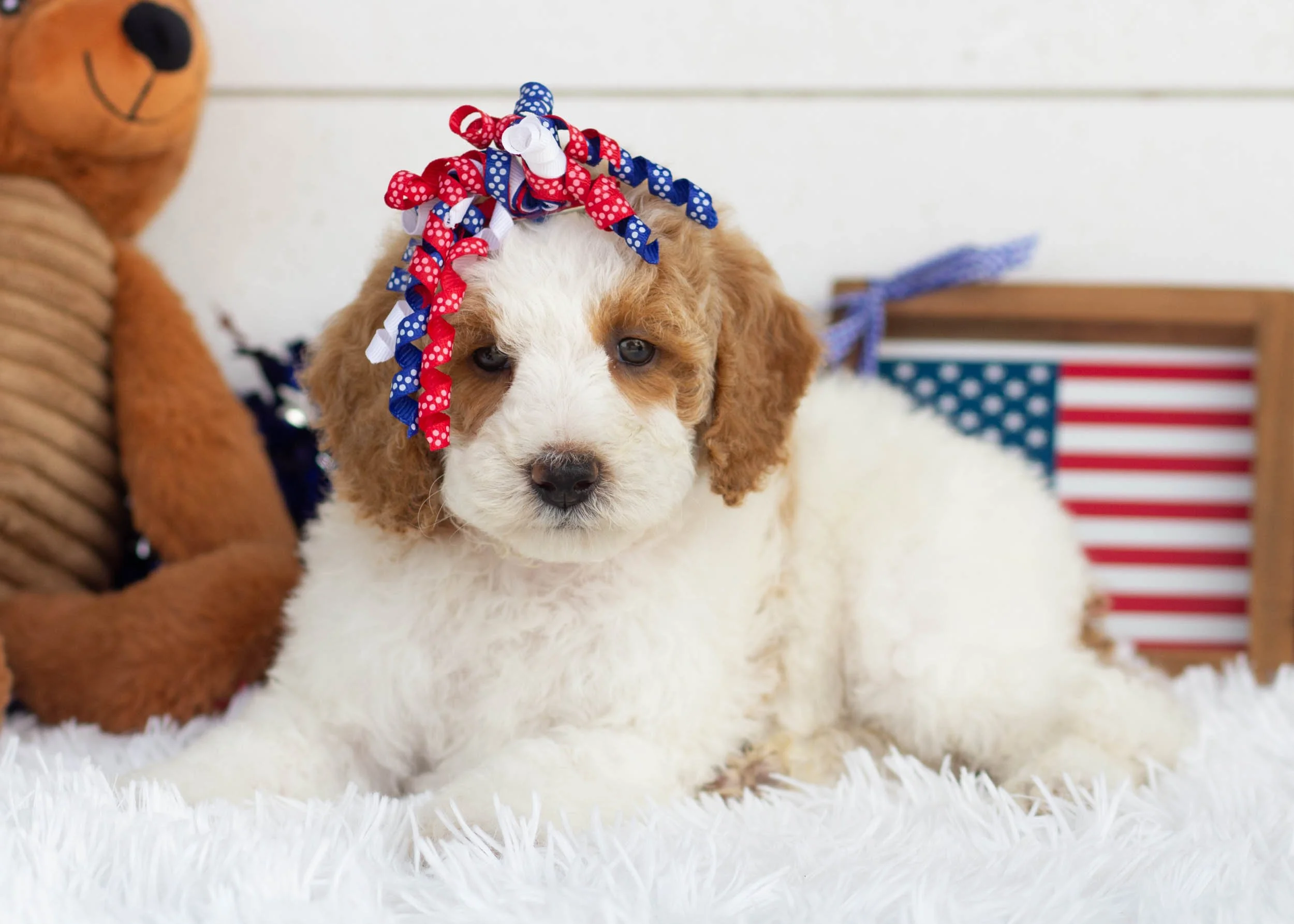 Sunkist Goldendoodle For Sale7.jpg
