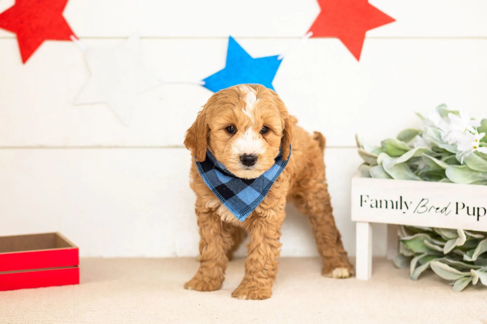 mathew goldendoodle for sale(2).jpg