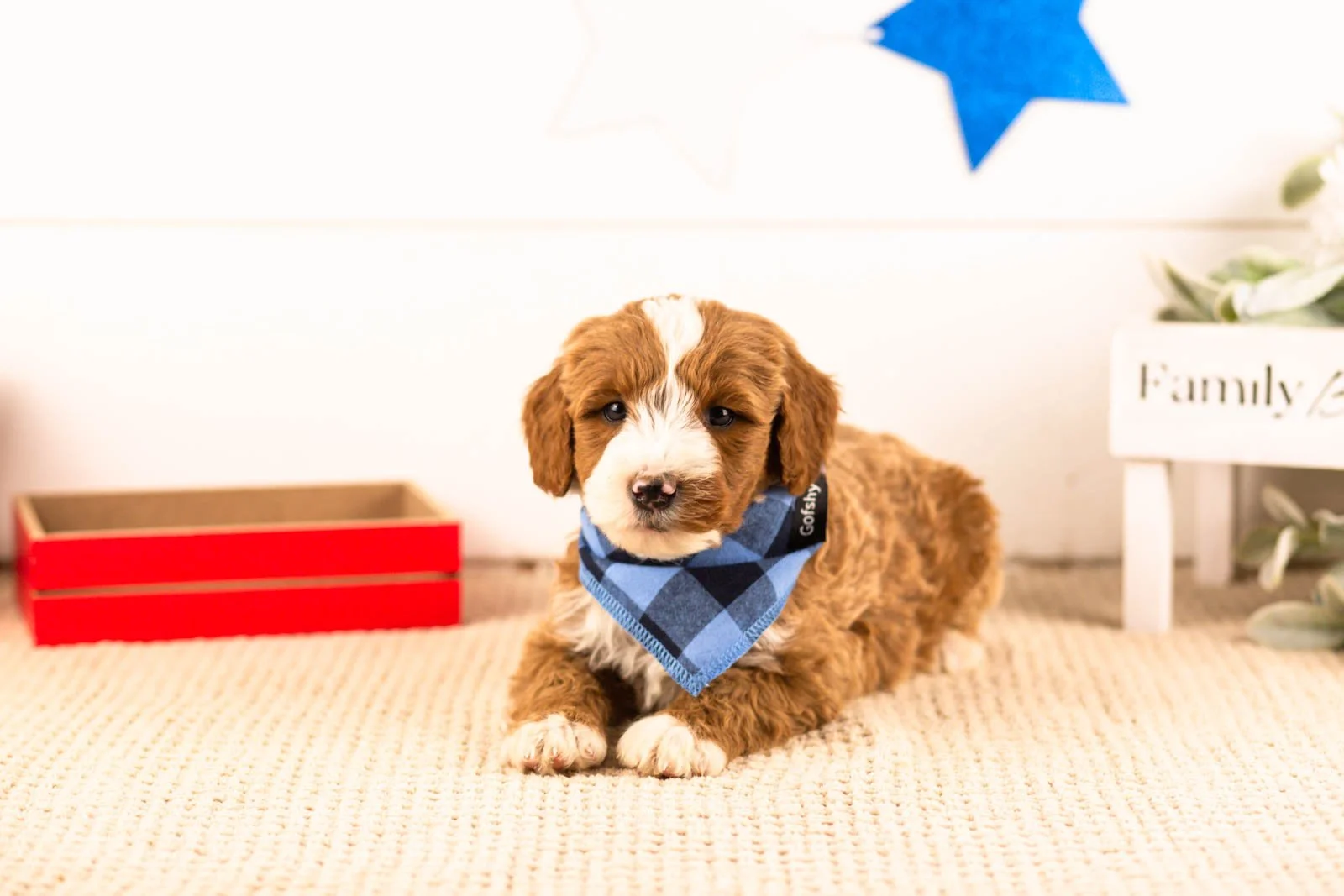 horatio goldendoodle for sale.jpg