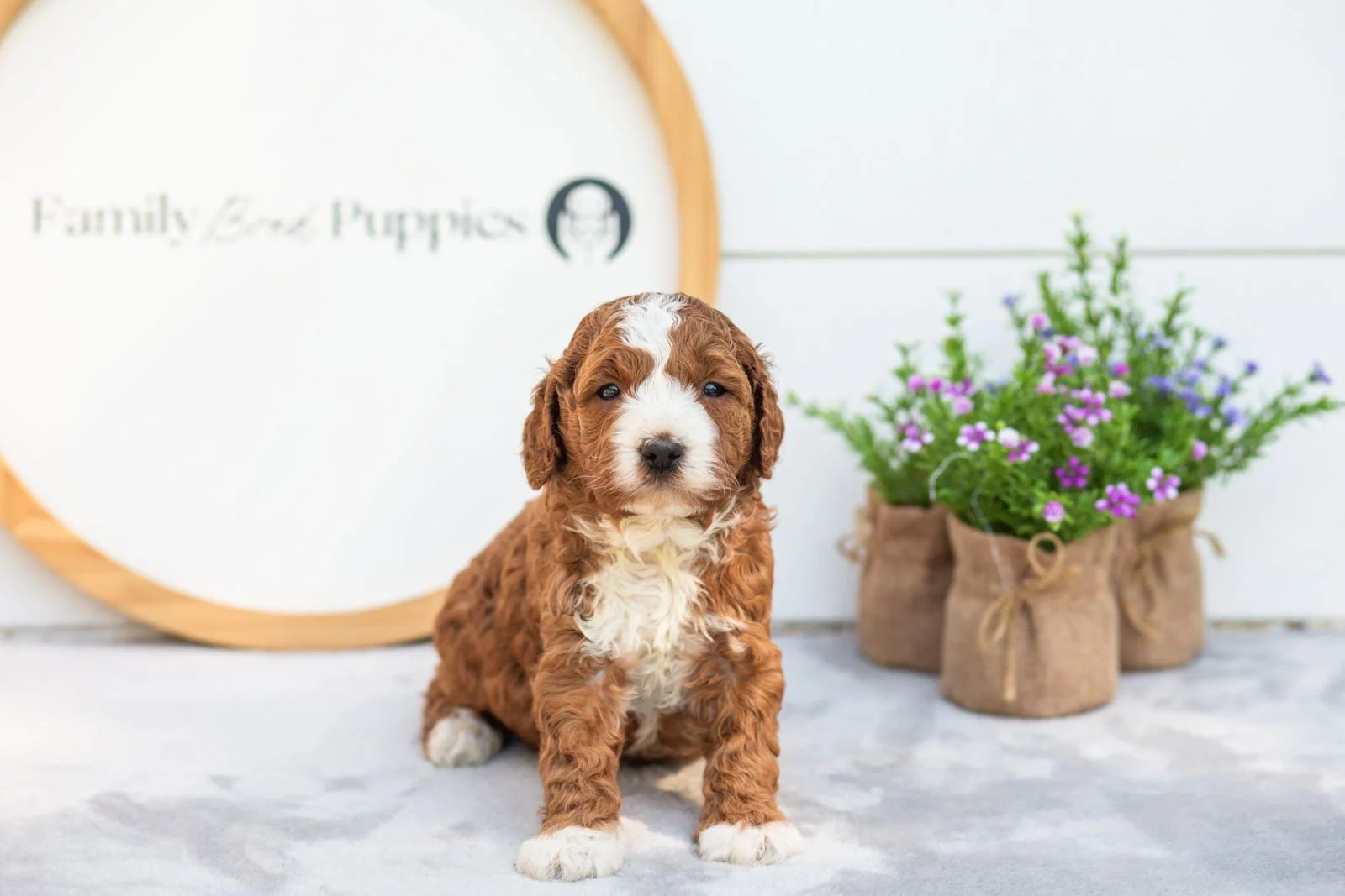 Sesame goldendoodle for sale.jpg