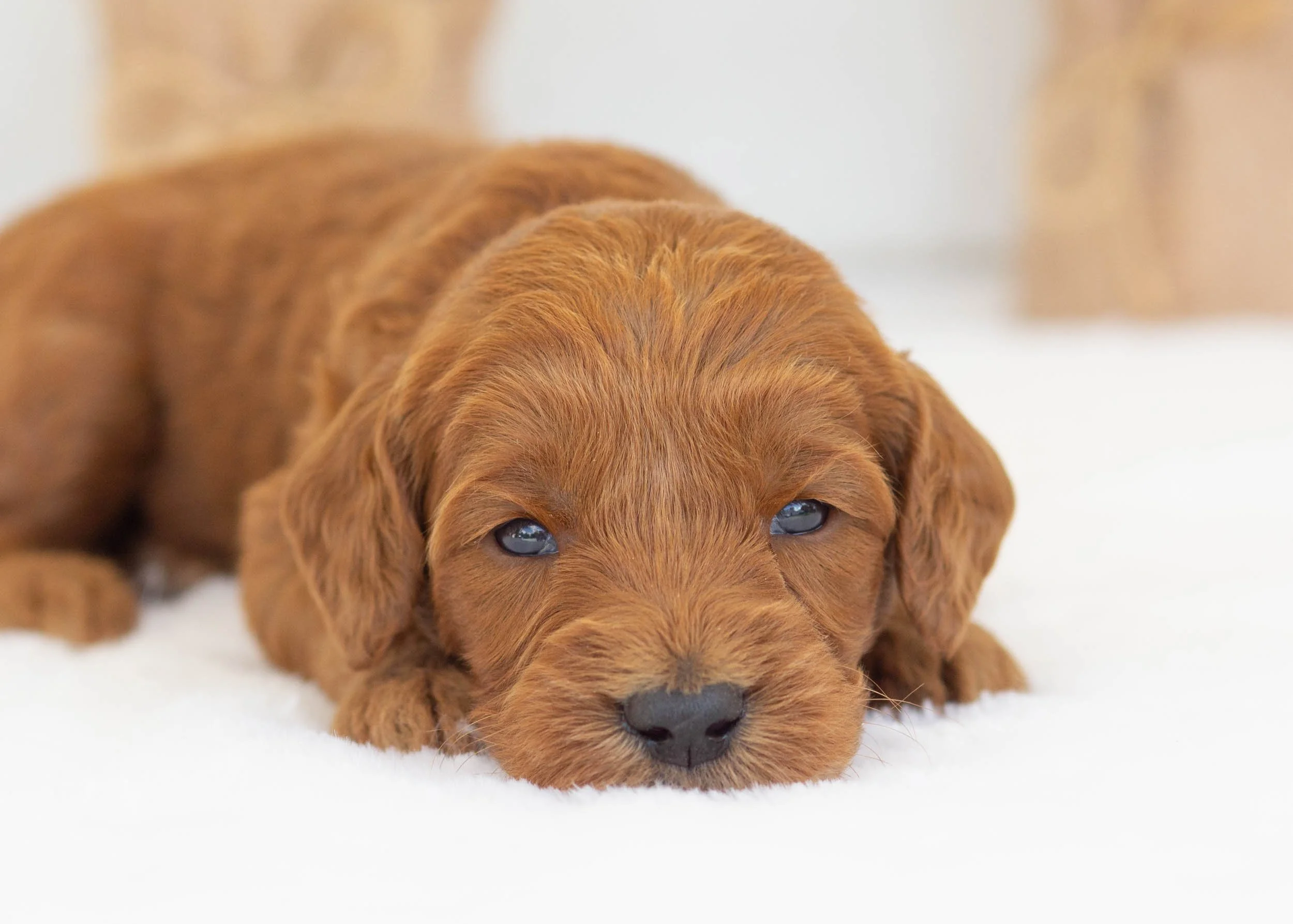 Augusta goldendoodle for sale2.jpg