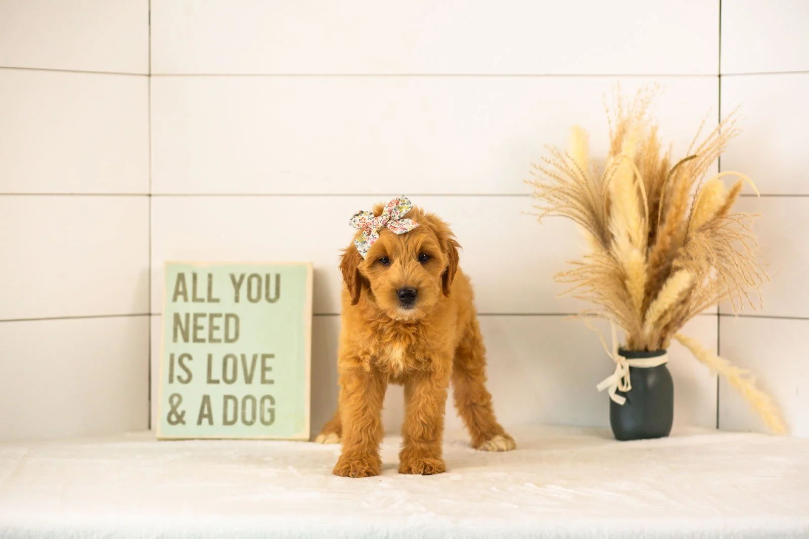 Willow goldendoodle for sale(4).jpg