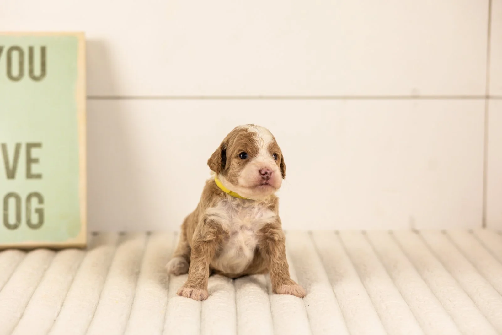 Carinal goldendoodle for sale(1).jpg