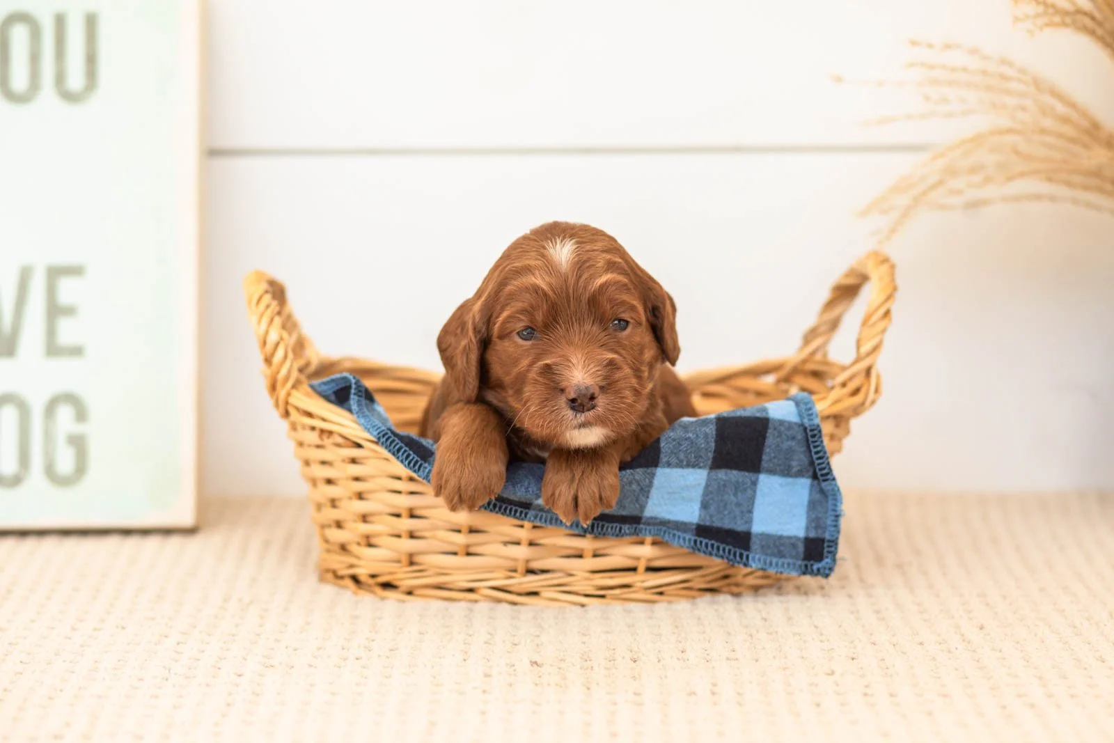 Betty goldendoodle for sale(2).jpg