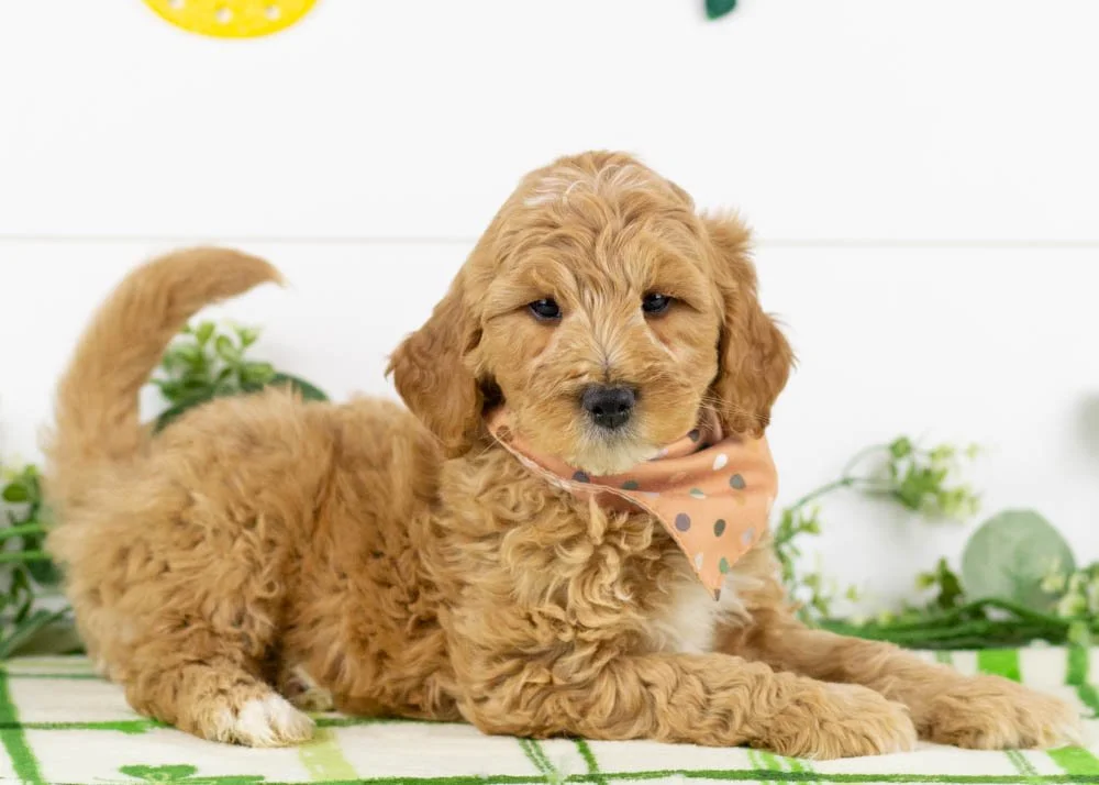 Josiah 1-1-26 Blizzard 7. 2oz-4.jpg