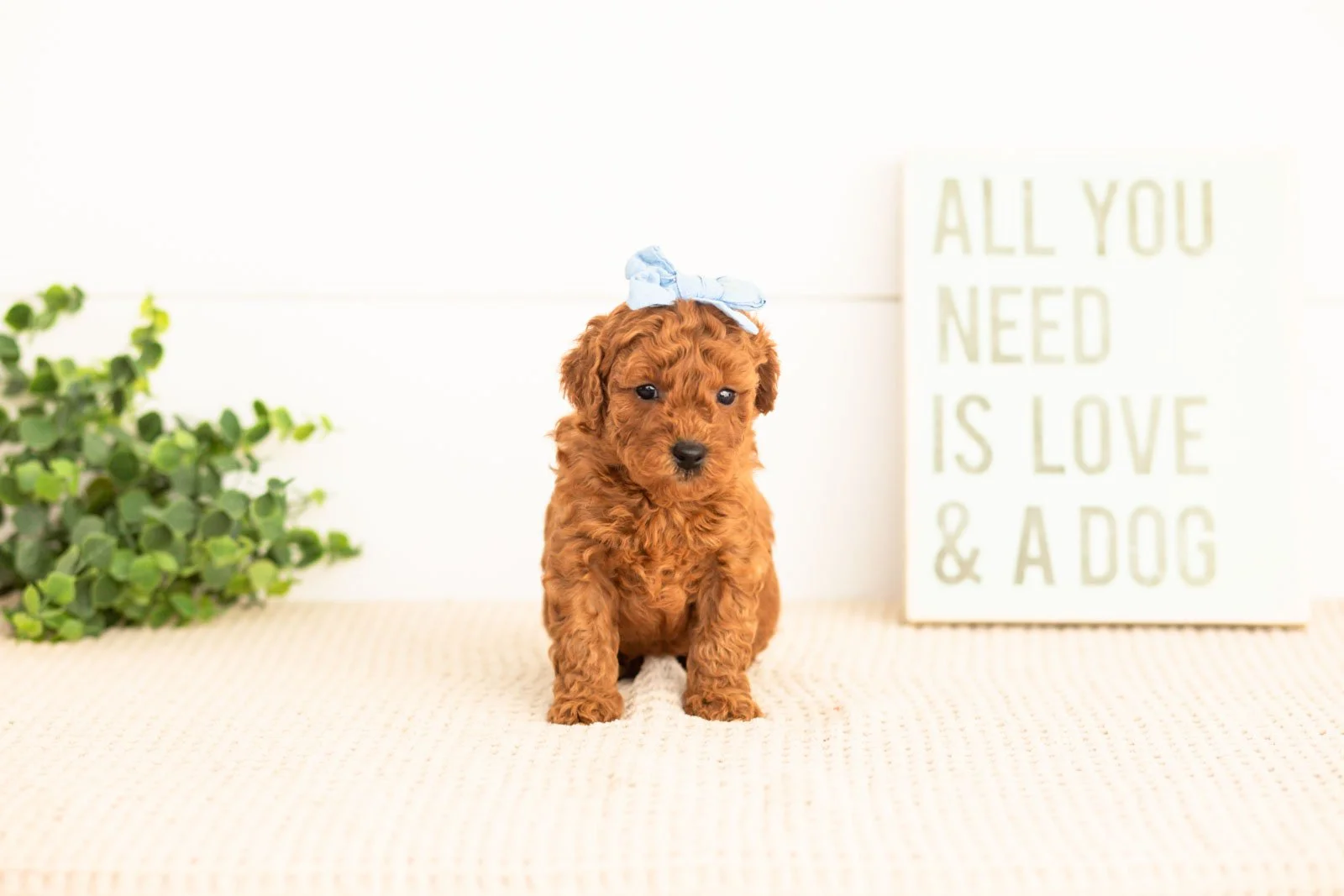 Fleece goldendoodle for sale.jpg