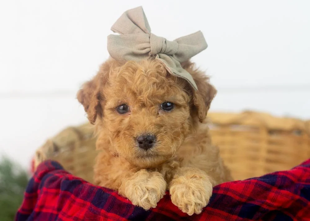 Georgia goldendoodle for sale.(1).jpg