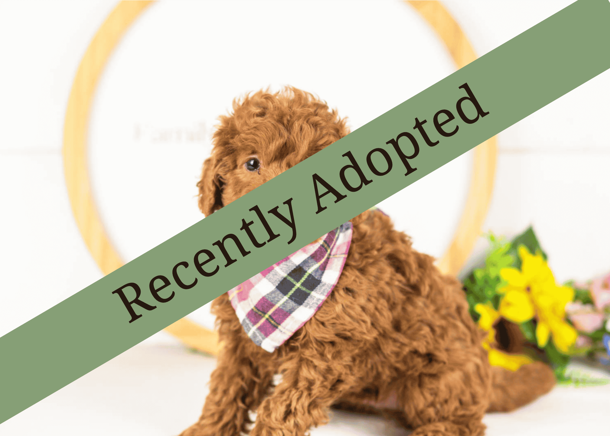 goldendoodle for sale