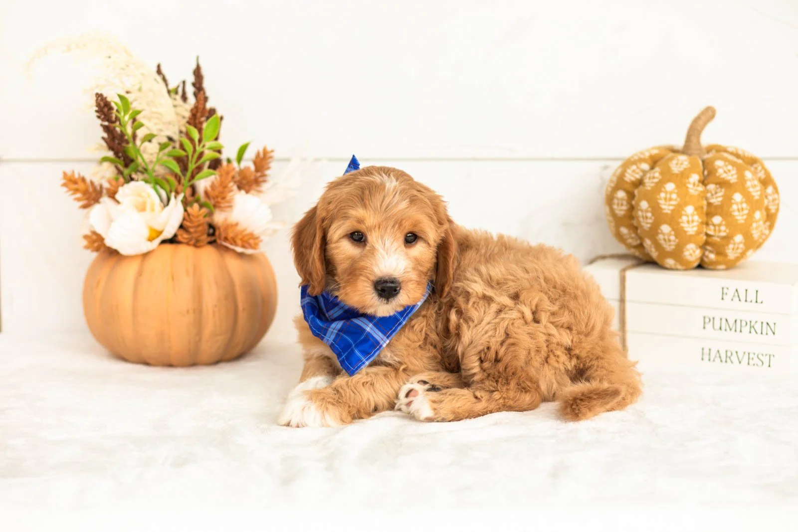 Jack goldendoodle for sale 4.jpg