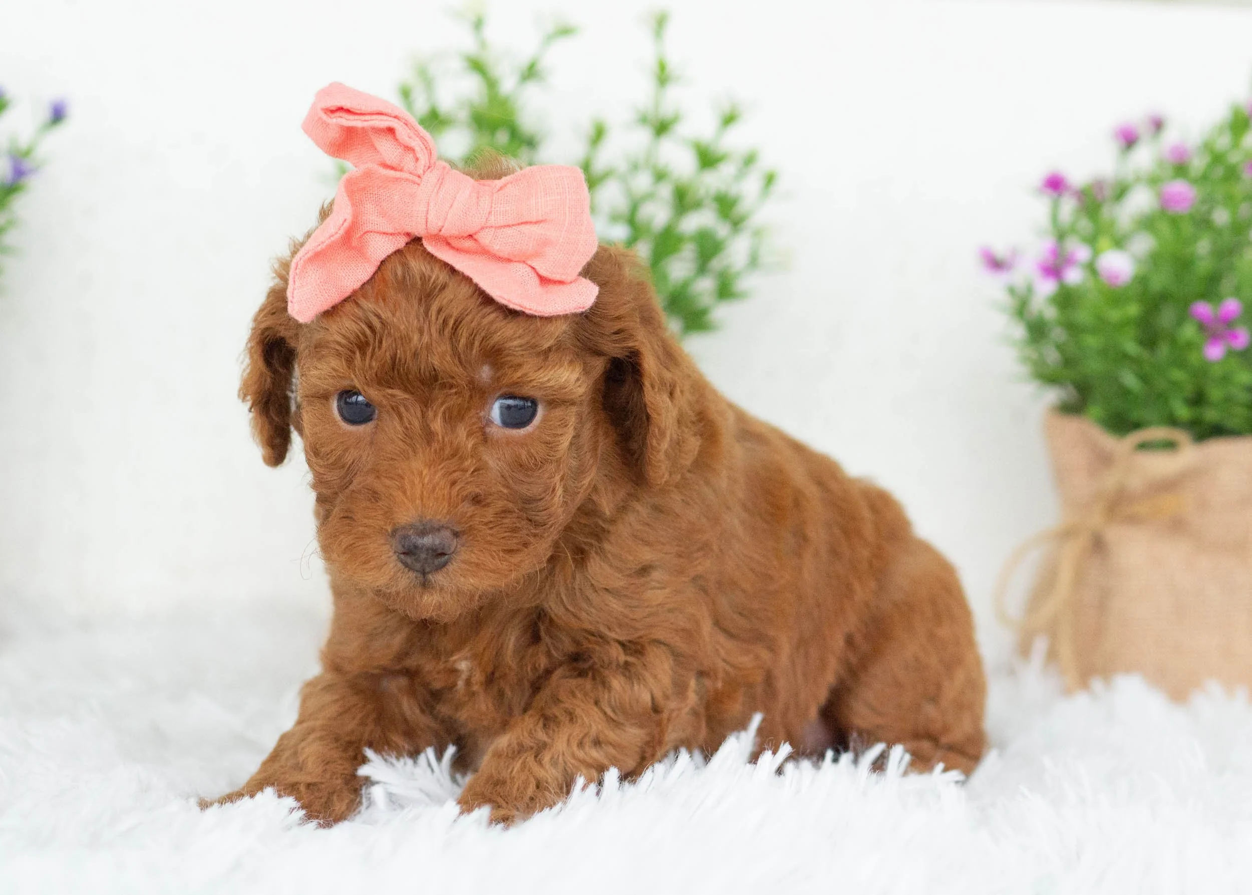Charlotte goldendoodle for sale(1).jpg