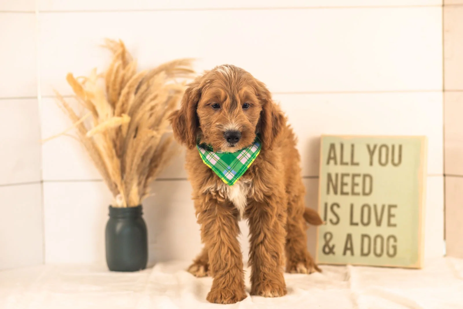 Otis goldendoodle for sale(1).jpg