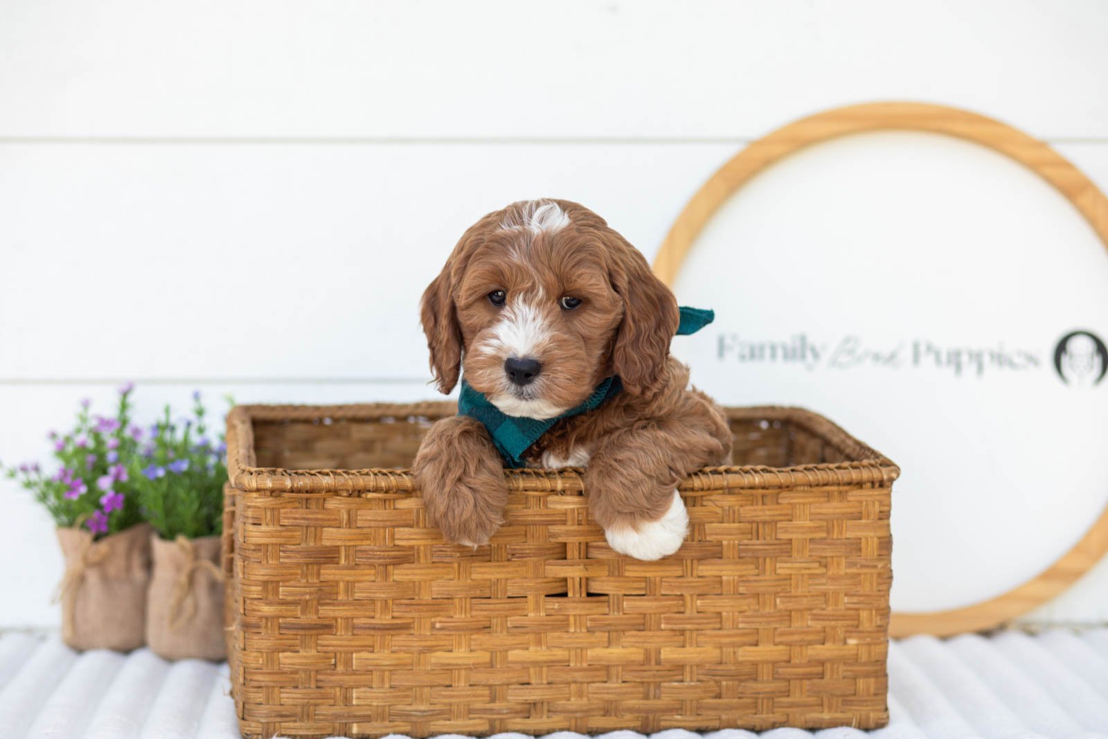 Gouda goldendoodle for sale(4).jpg