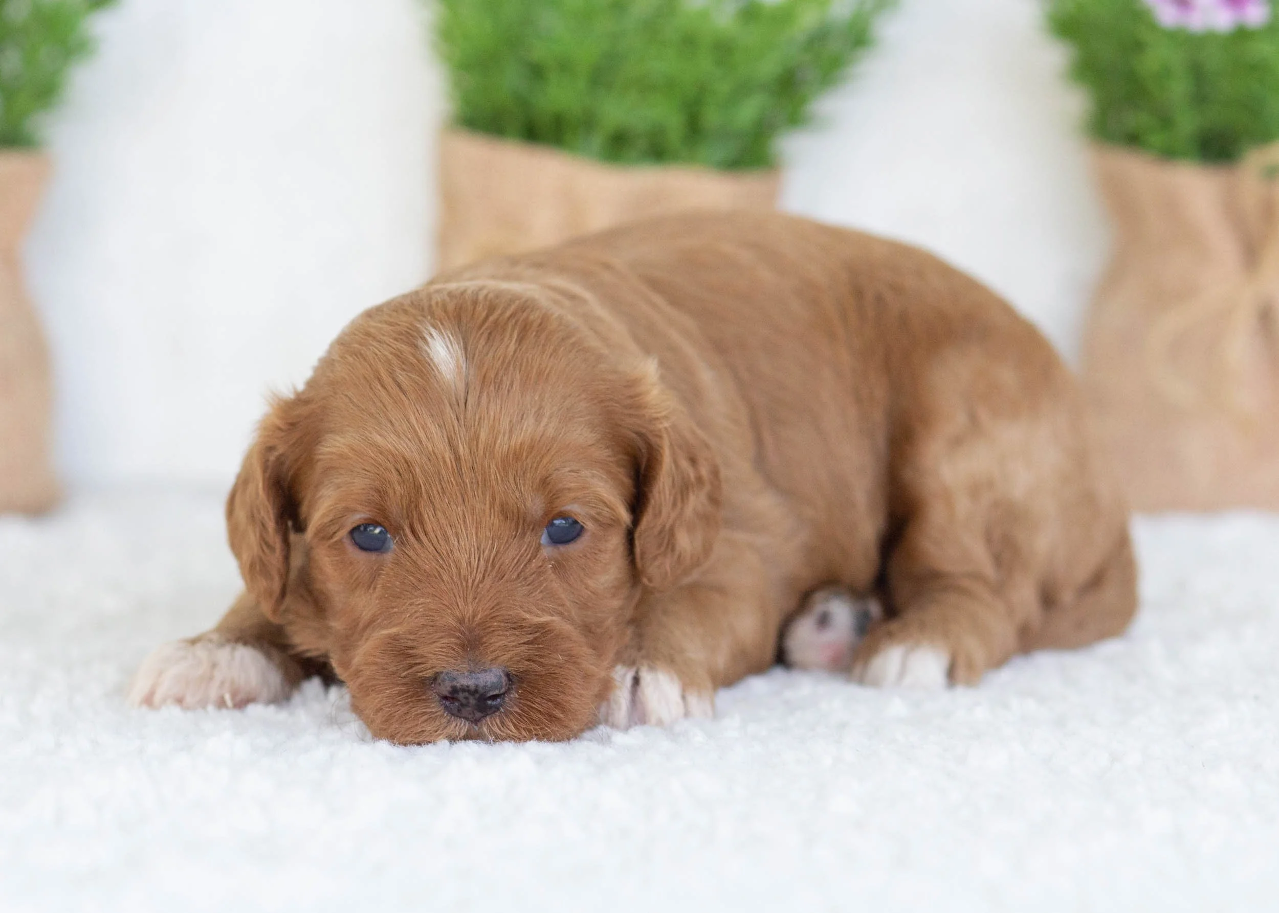 Elephant Ear Goldendoodle for sale.jpg