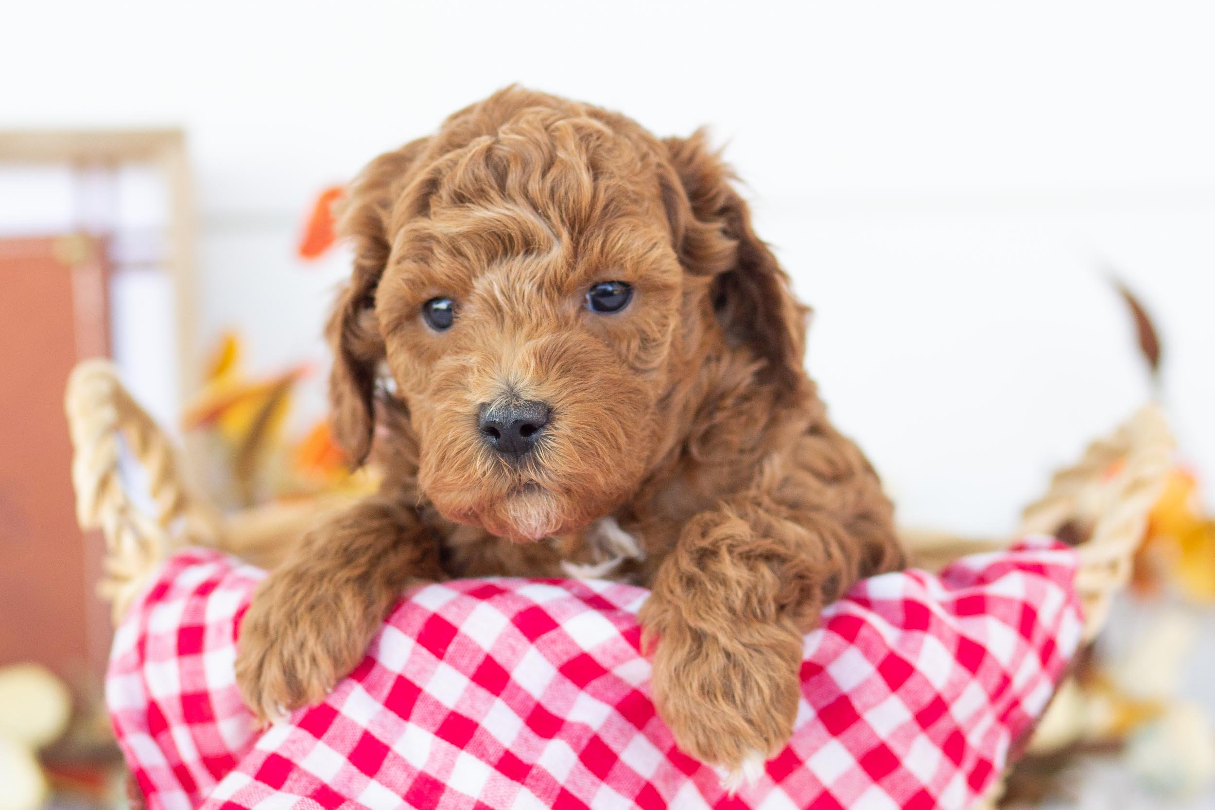 Jogger goldendoodle for sale(3).jpg