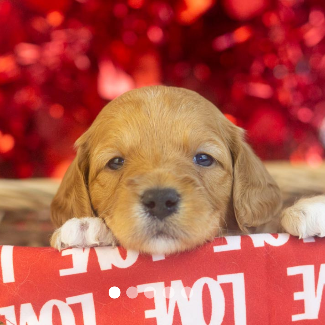 Copy of FBP Design.png