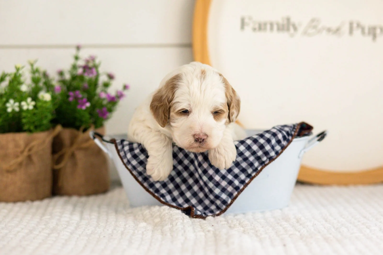 Ann goldendoodle for sale(3).jpg