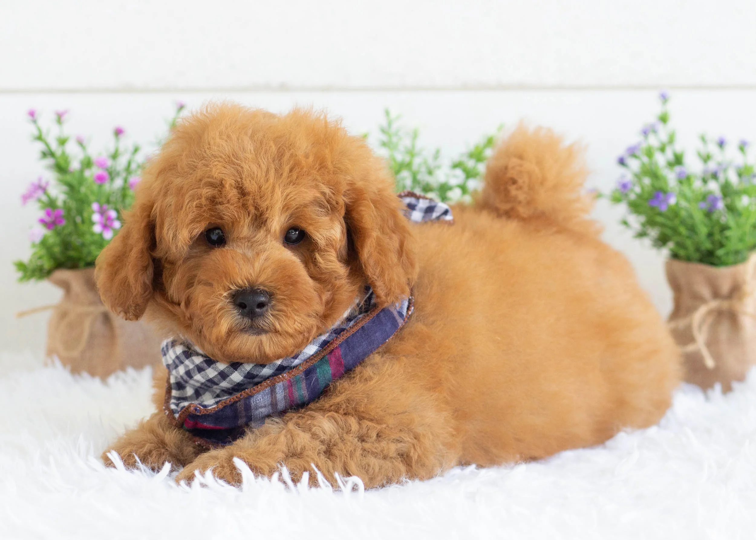Gusgus Goldendoodle For Sale.jpg