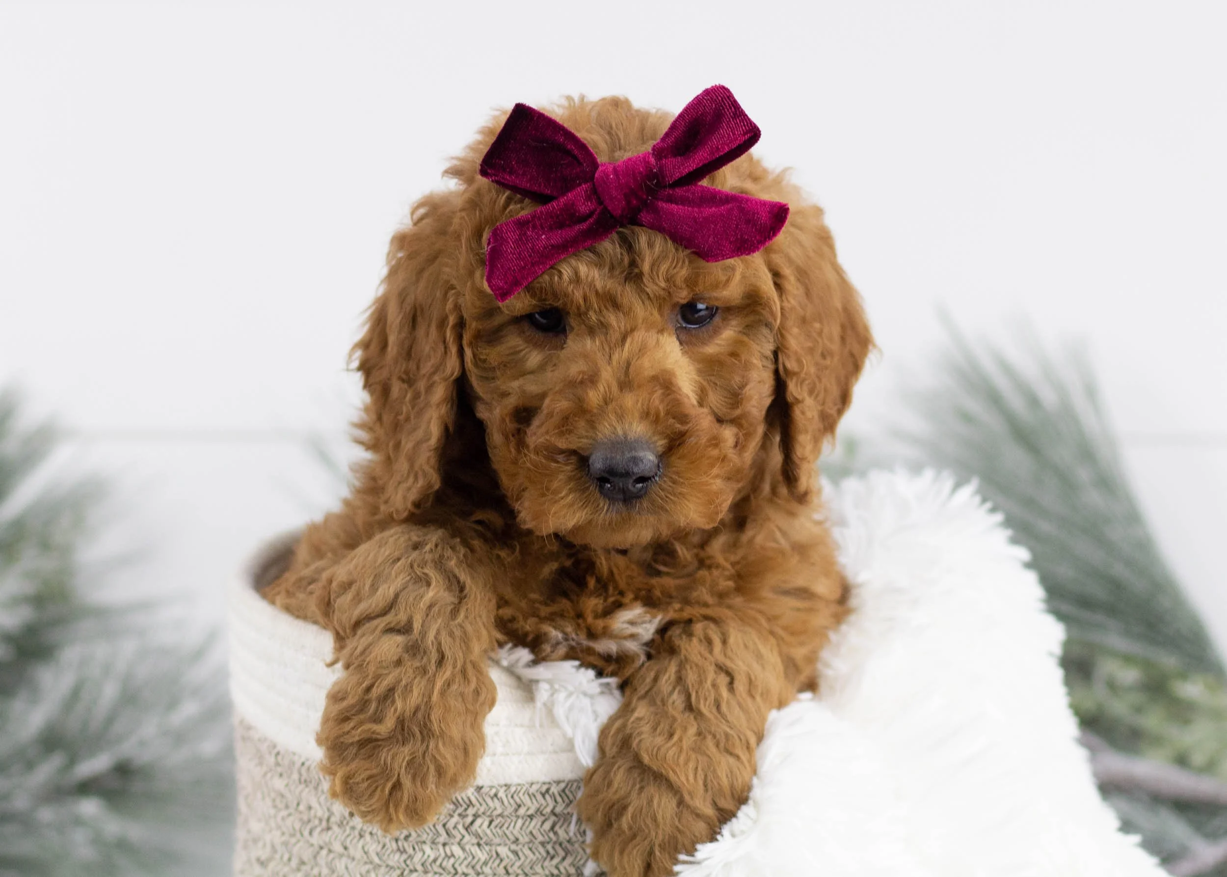 Golden Retriever Groodle Puppies For Sale Trading Post F2 Mini