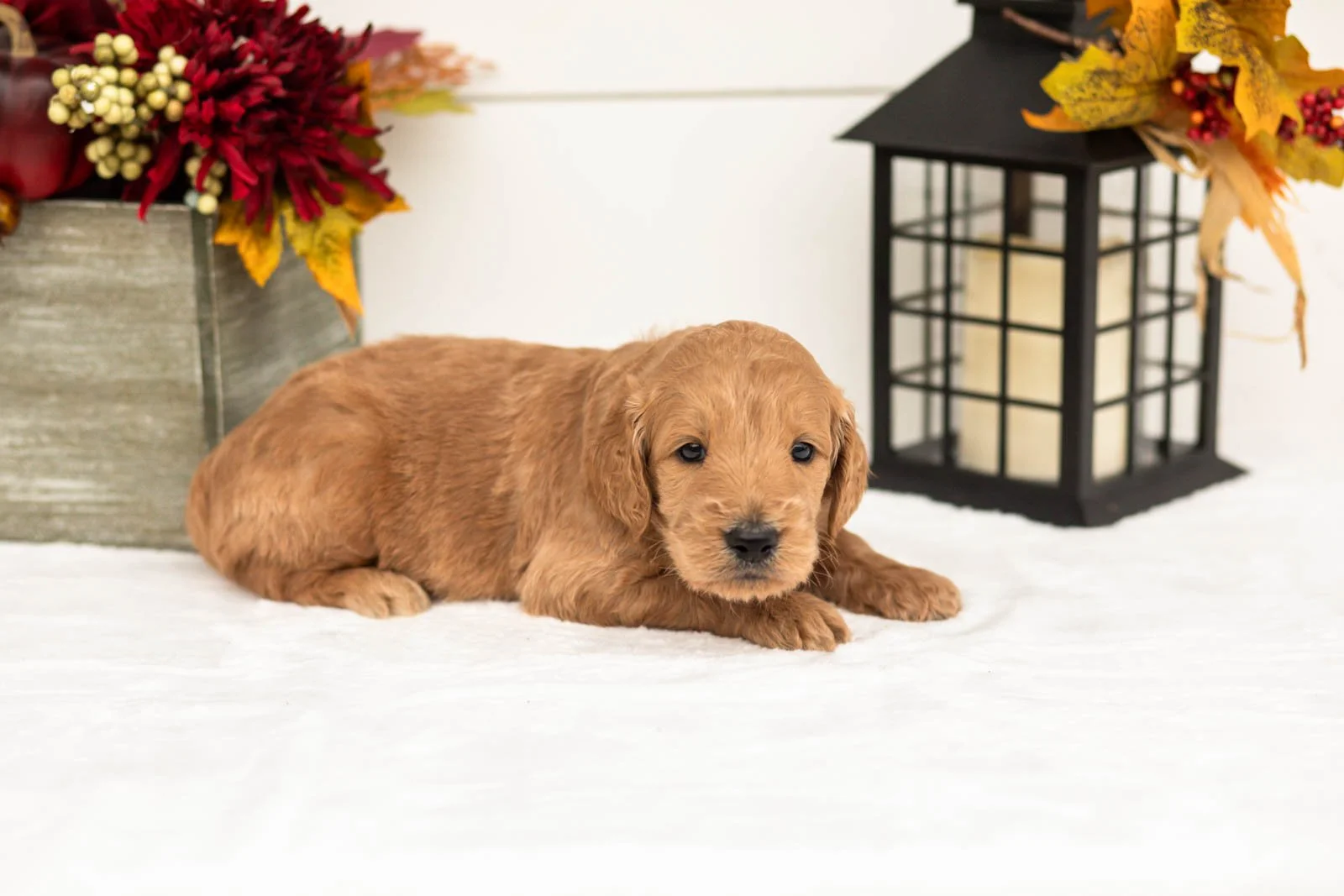 Cowardly Lion goldendoodle for sale 4.jpg