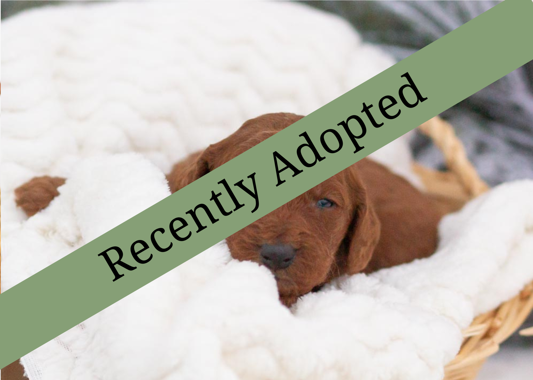 goldendoodle for sale