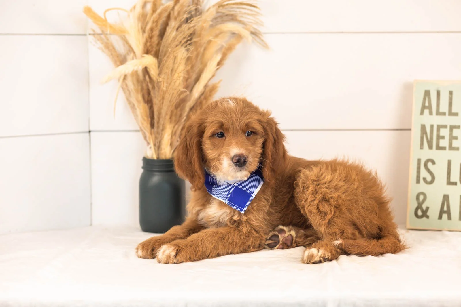 Marley goldendoodle for sale.jpg