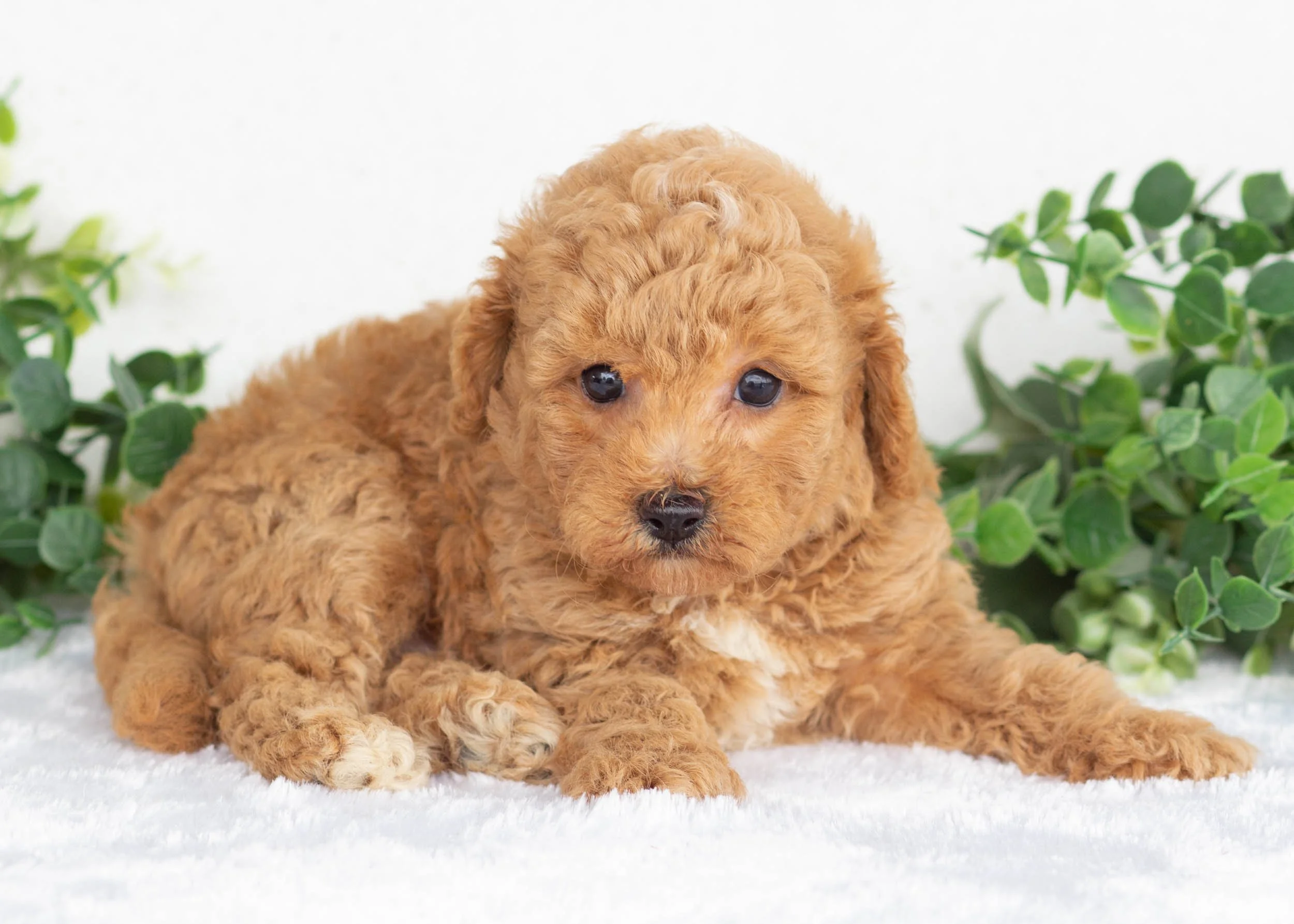 Milo Goldendoodle For Sale(1).jpg