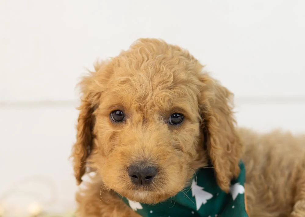 Ray 11-3-25 Buck 8.48-3.jpg