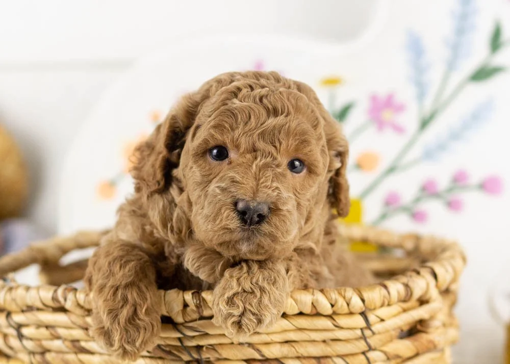 goldendoodle for sale