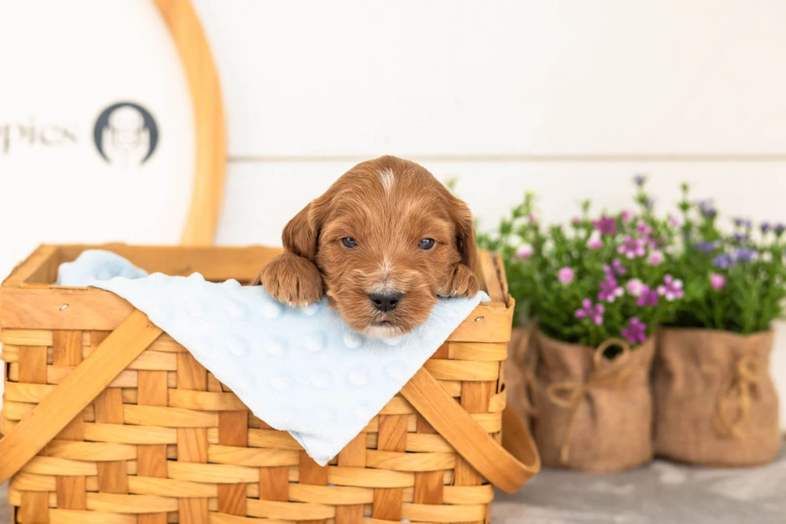 Squirte goldendoodle for sale(3).jpg