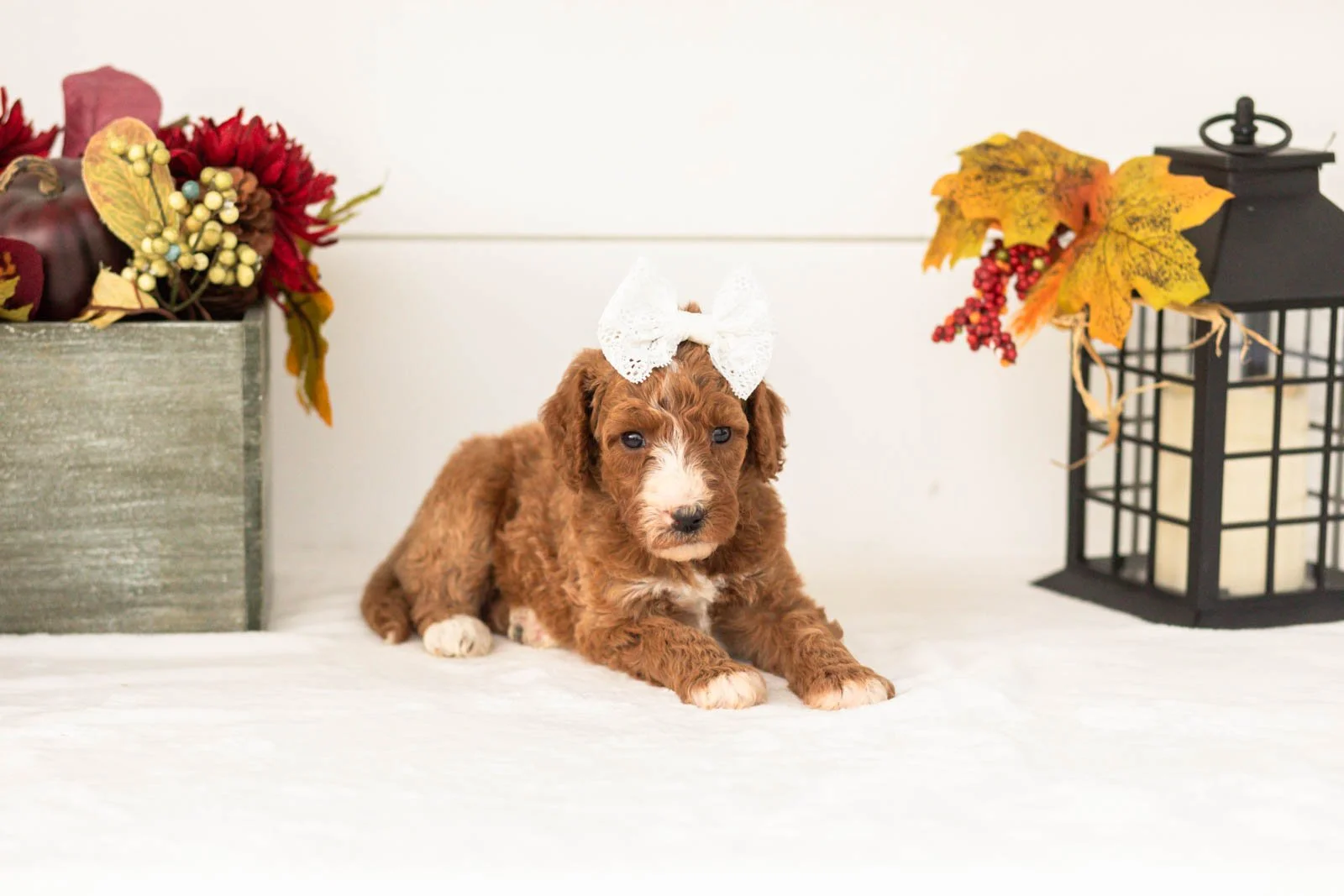 Kanga goldendoodle for sale.jpg