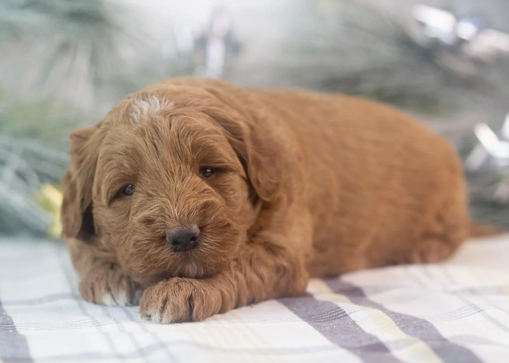 Brody goldendoodle for sale(3).jpg