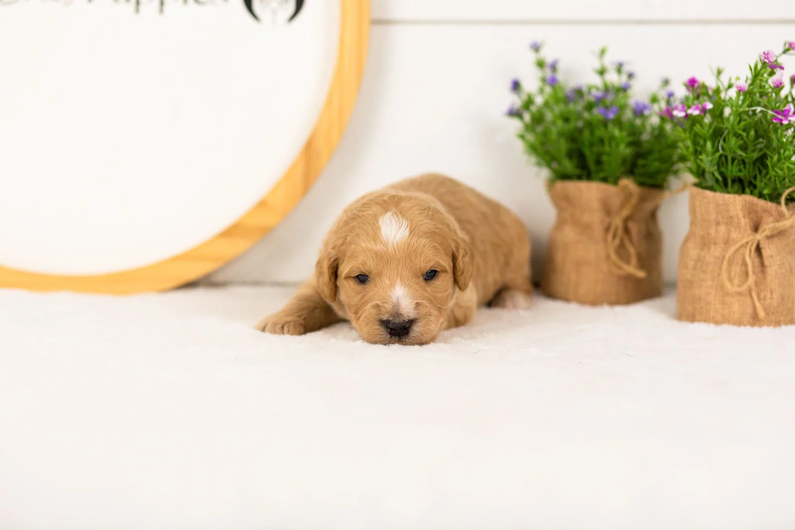 Sonny goldendoodle for sale(2).jpg
