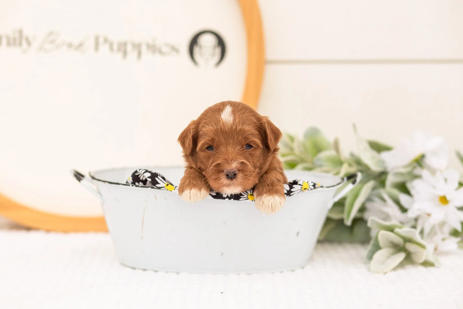 Vale goldendoodle for sale(3).jpg
