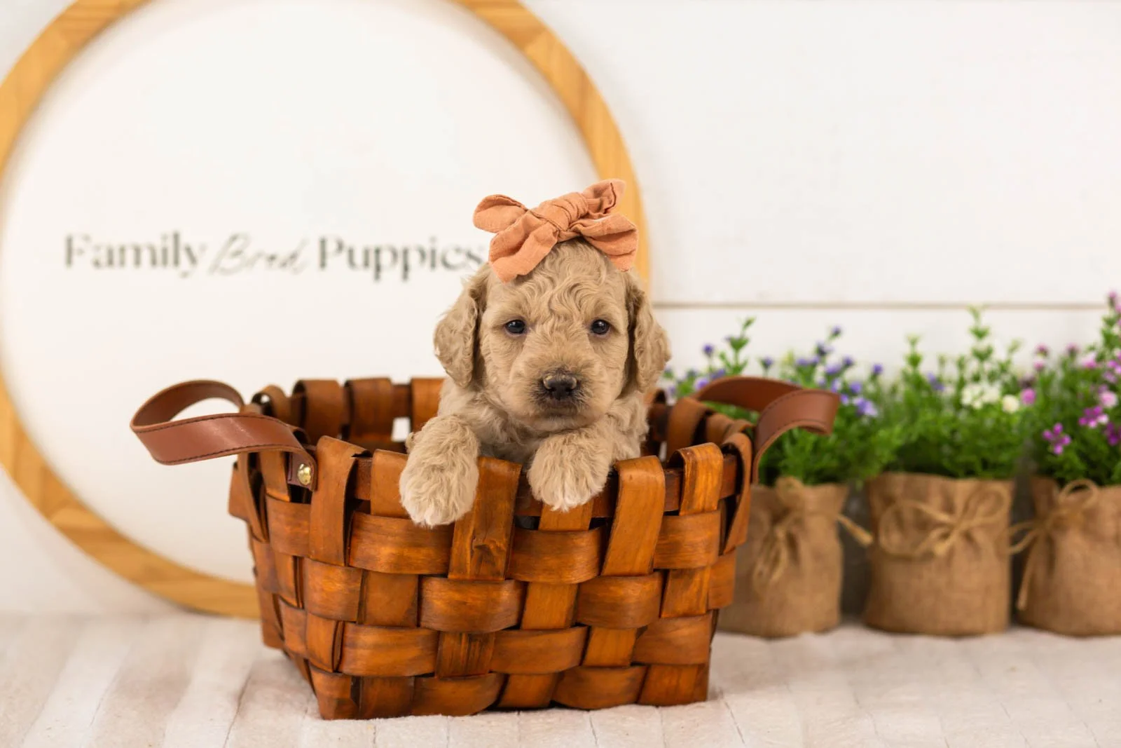 Cindy goldendoodle for sale(4).jpg