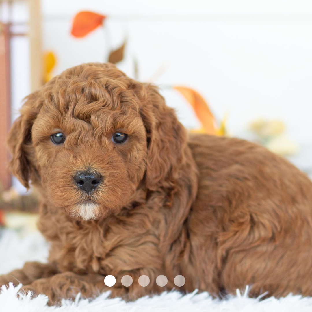 Copy of FBP Design.png