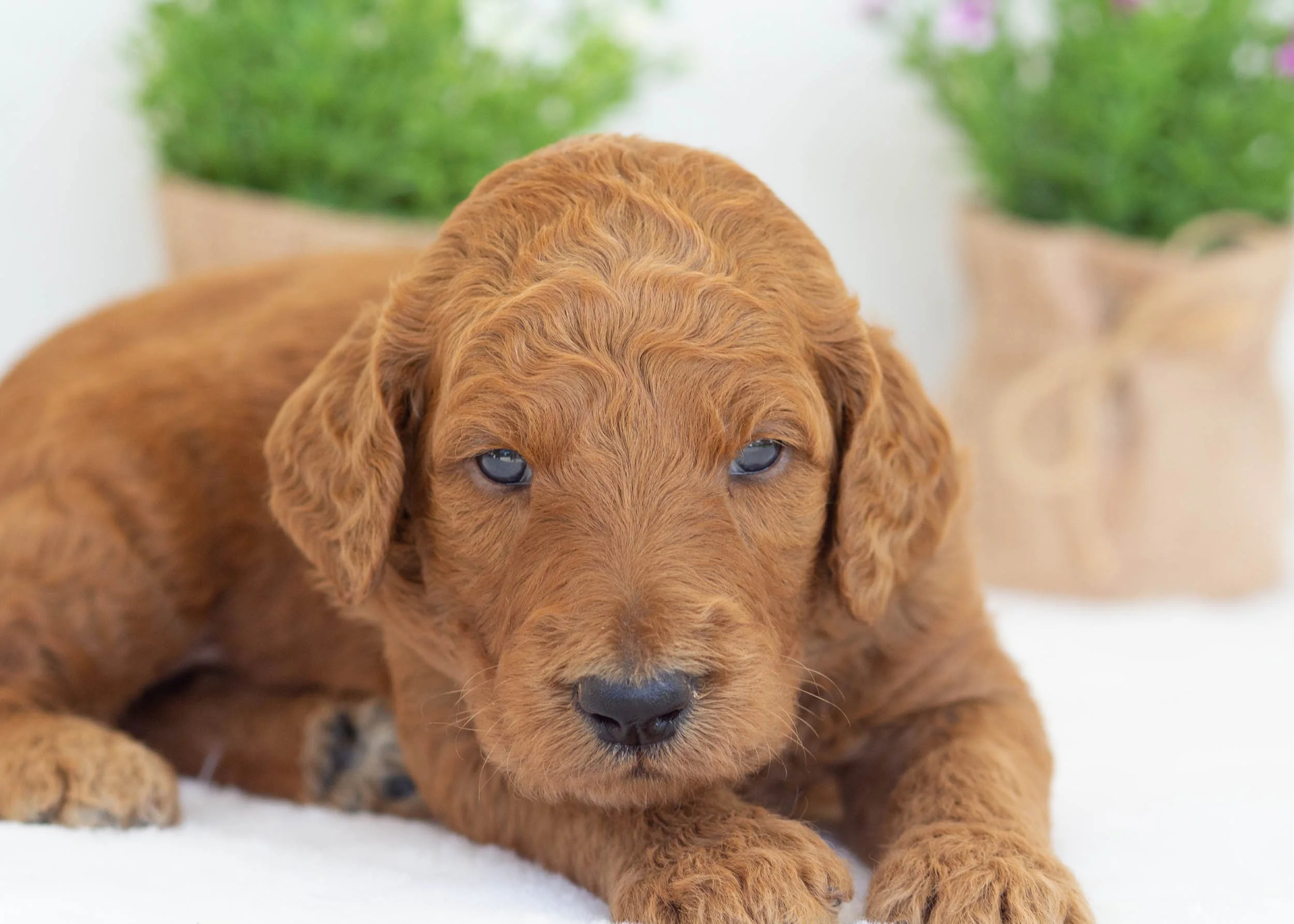 Slate goldendoodle for sale(1).jpg