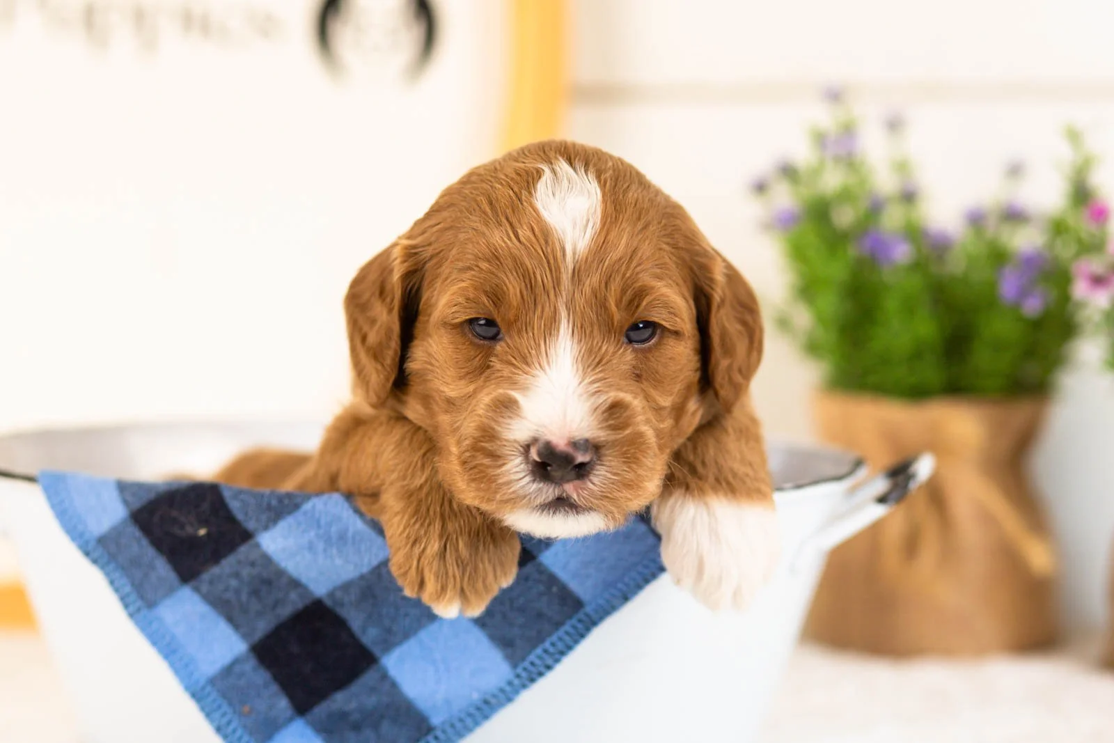 Gouda goldendoodle for sale.(3).jpg