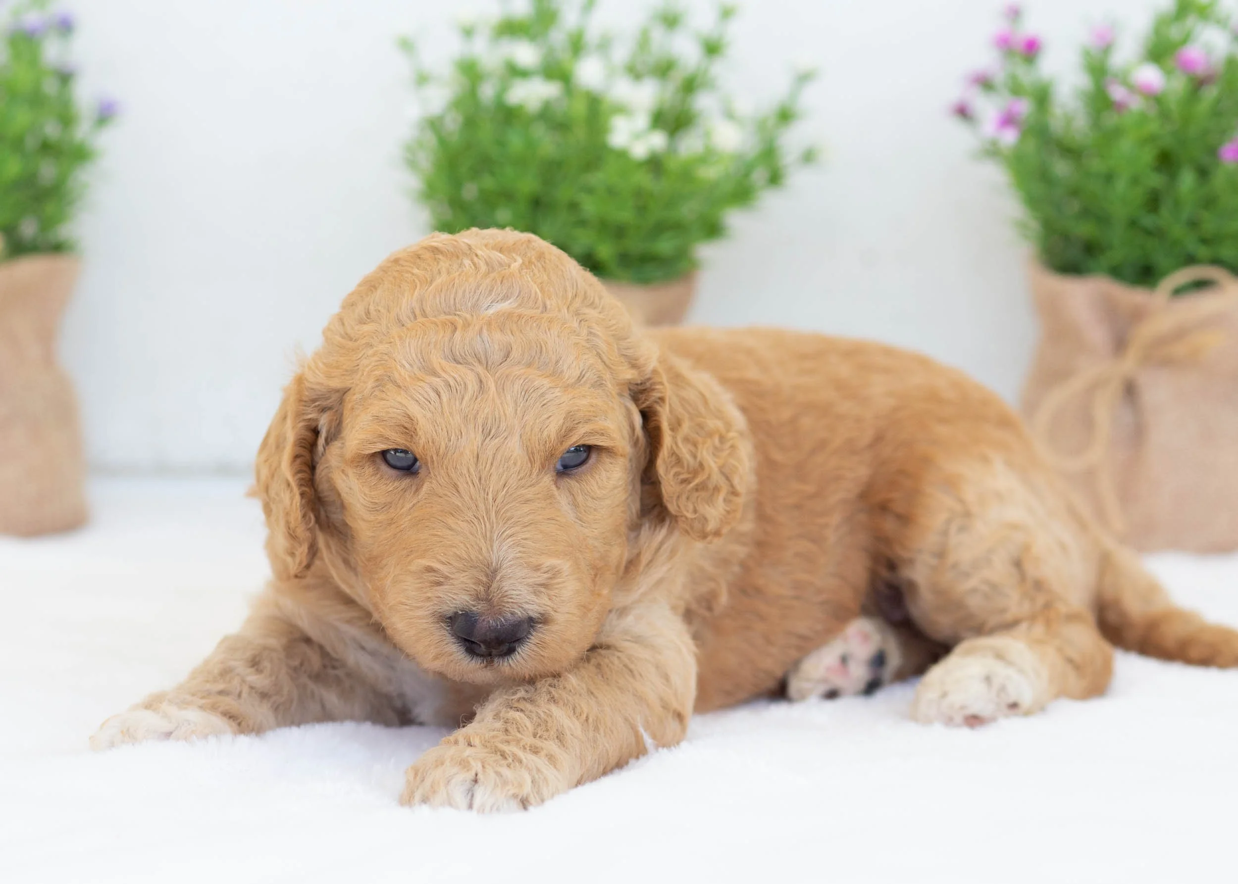 Ricky goldendoodle for sale4.jpg