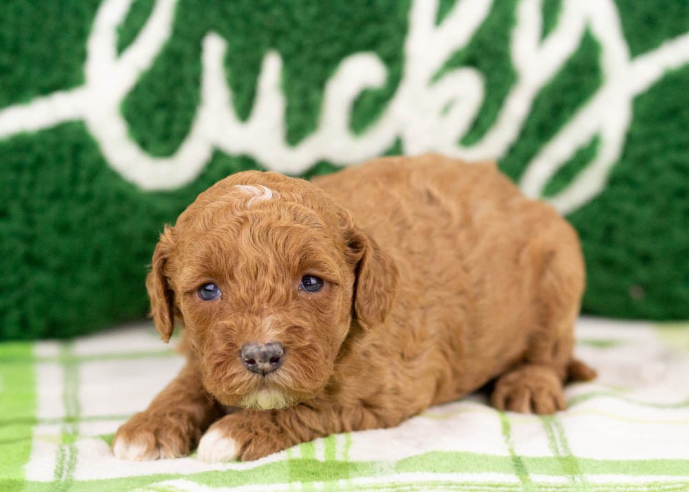 Poppy goldendoodle for sale(2).jpg